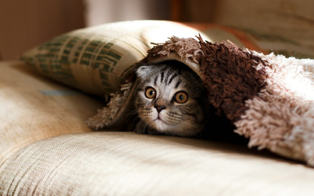 Cat hiding under blanket on couch.